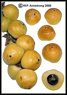 نخل لرزان - معرفی درختان میوه